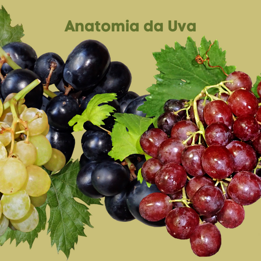 Você conhece a anatomia da uva?