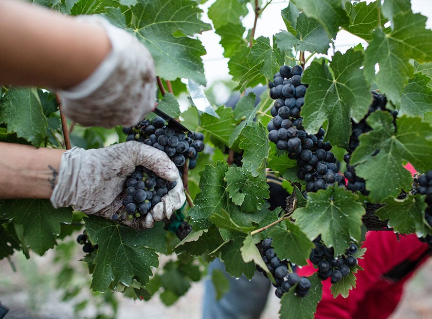 Vinho Orgânico e Vegano, qual a difereça?